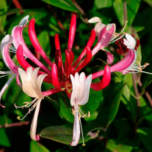 Chèvrefeuille du Japon 'Red World' - Lonicera japonica 'Red World' - FLEURANDIE