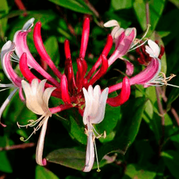 Chèvrefeuille du Japon 'Red World' - Lonicera japonica 'Red World'