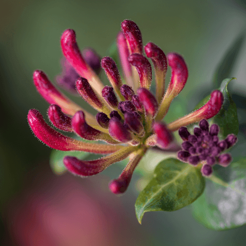 Chèvrefeuille grimpant 'American Beauty' - Lonicera heckrottii 'American Beauty' - FLEURANDIE