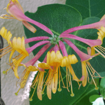 Chèvrefeuille grimpant 'American Beauty' - Lonicera heckrottii 'American Beauty'