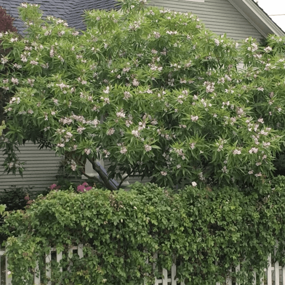 Chitalpa de Taschkent - Chitalpa tashkentensis - FLEURANDIE