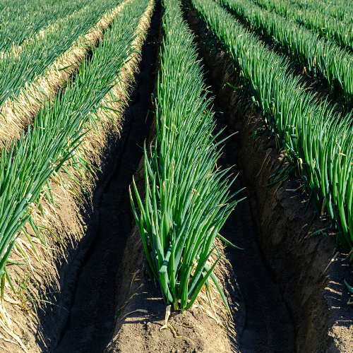 Ciboule - Allium fistulosum - FLEURANDIE