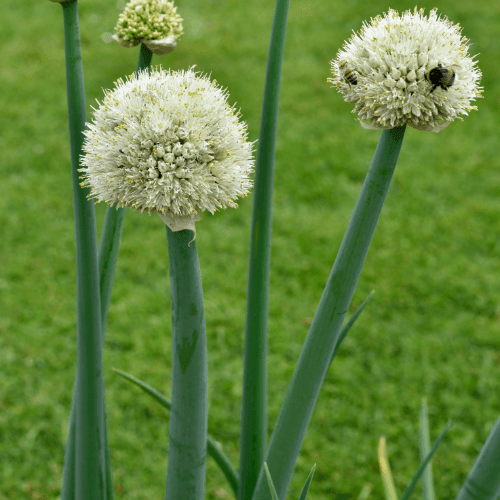 Ciboule - Allium fistulosum - FLEURANDIE