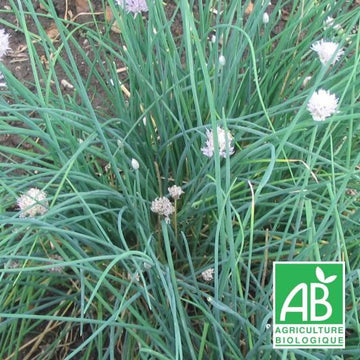 Ciboulette bio - Allium schoenoprasum bio