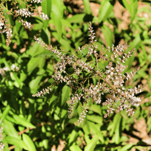 Citronnelle verveine - Aloysia citriodora - FLEURANDIE