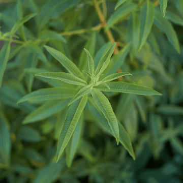 Citronnelle verveine -  Aloysia citriodora