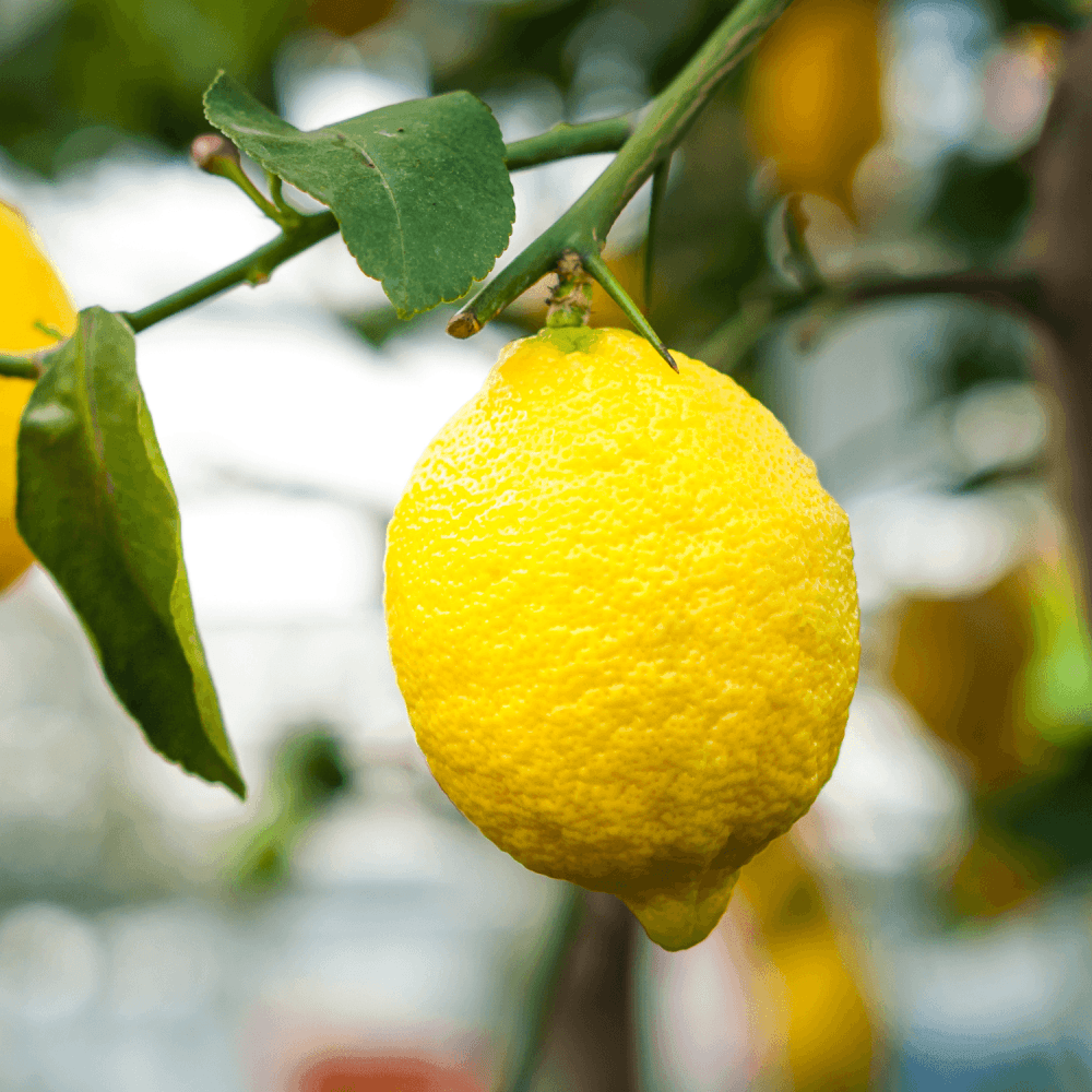 Citronnier des 4 Saisons - Citrus limon '4 Saisons' - FLEURANDIE