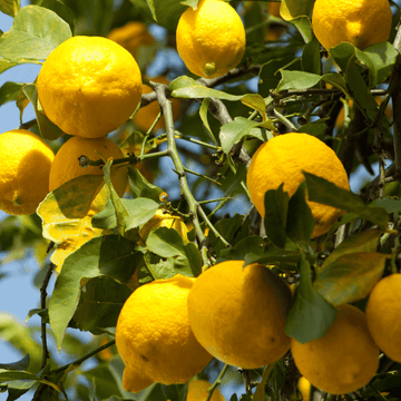 Citronnier des 4 Saisons - Citrus limon '4 Saisons'