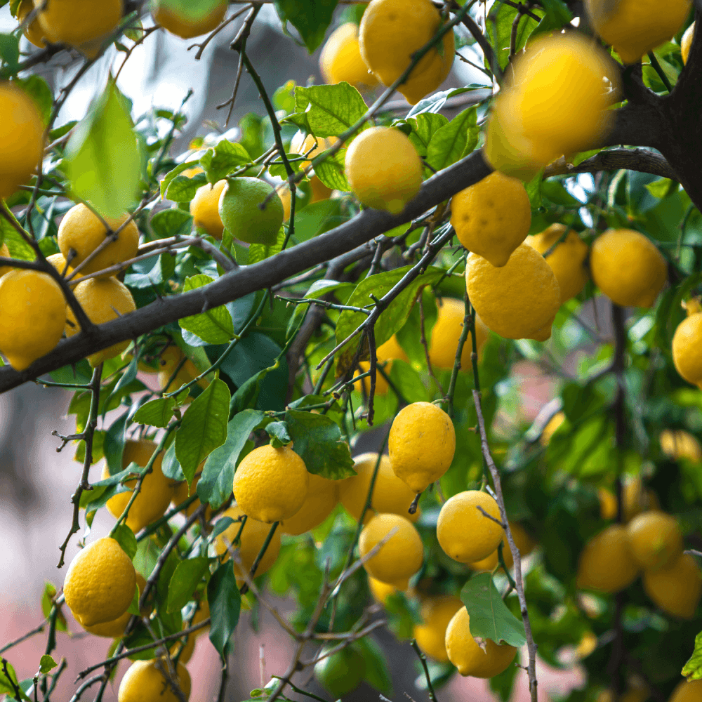 Citronnier des 4 Saisons - Citrus limon '4 Saisons' - FLEURANDIE