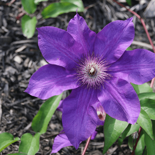 Clematite 'The President' - Clematis 'The President' - FLEURANDIE