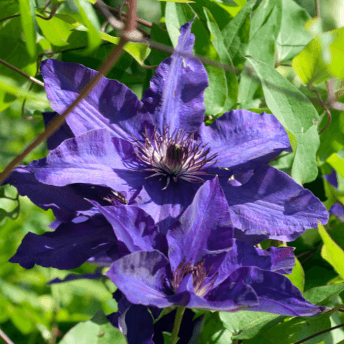 Clematite 'The President' - Clematis 'The President' - FLEURANDIE