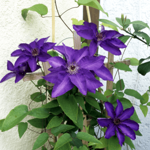 Clematite 'The President' - Clematis 'The President' - FLEURANDIE