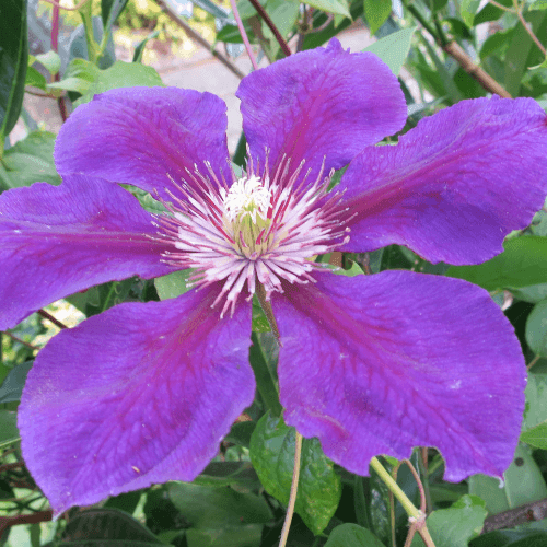 Clématite 'Ashva' - Clematis 'Asvha' - FLEURANDIE