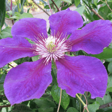 Clématite 'Ashva' - Clematis 'Asvha'