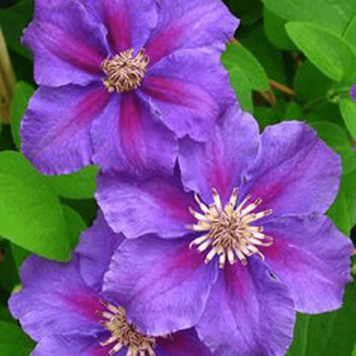 Clématite 'Ashva' - Clematis 'Asvha' - FLEURANDIE