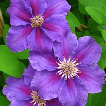 Clématite 'Ashva' - Clematis 'Asvha'