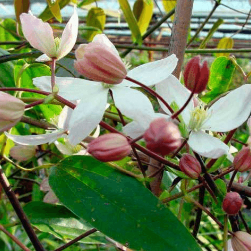 Clématite d'Armand 'Apple Blossom' - Clematis armandii 'Apple Blossom' - FLEURANDIE