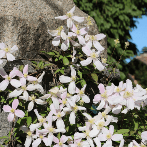 Clématite d'Armand 'Snowdrift' - Clematis armandii 'Snowdrift - FLEURANDIE