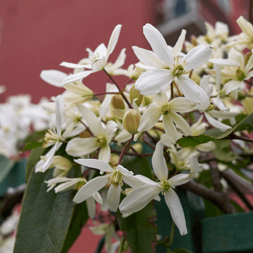 Clématite d'Armand 'Snowdrift' - Clematis armandii 'Snowdrift - FLEURANDIE