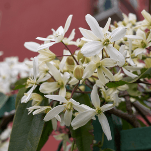 Clématite d'Armand 'Snowdrift' - Clematis armandii 'Snowdrift - FLEURANDIE