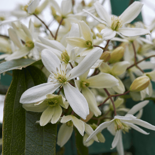 Clématite d'Armand 'Snowdrift' - Clematis armandii 'Snowdrift - FLEURANDIE