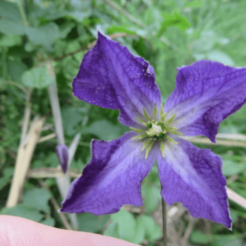 Clématite de Jackman - Clematis jackmanii - FLEURANDIE