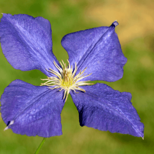 Clématite de Jackman - Clematis jackmanii - FLEURANDIE