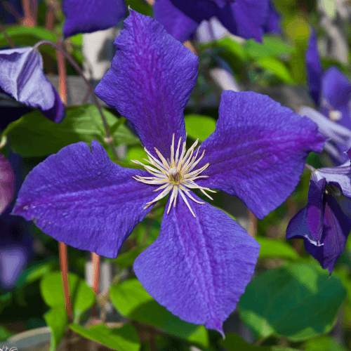 Clématite de Jackman - Clematis jackmanii - FLEURANDIE