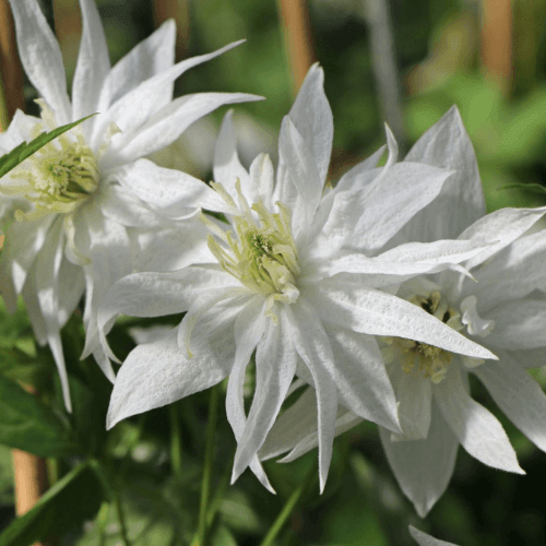 Clématite des Alpes 'Albina plena' - Clematis alpina 'Albina plena' - FLEURANDIE