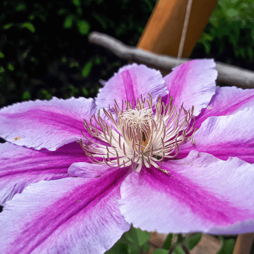 Clématite 'Dr. Ruppel' - Clematis 'Dr. Ruppel' - FLEURANDIE