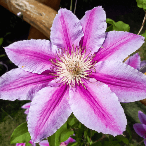 Clématite 'Dr. Ruppel' - Clematis 'Dr. Ruppel' - FLEURANDIE