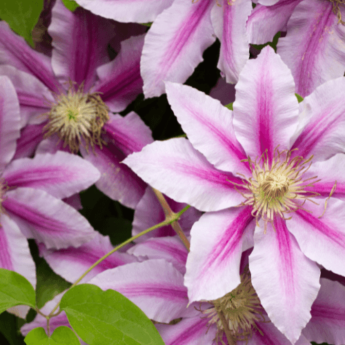 Clématite 'Dr. Ruppel' - Clematis 'Dr. Ruppel' - FLEURANDIE