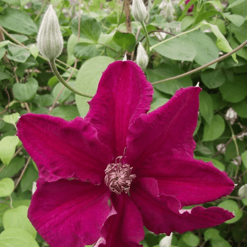 Clématite italienne 'Ernest Markham' - Clematis viticella 'Ernest Markham' - FLEURANDIE