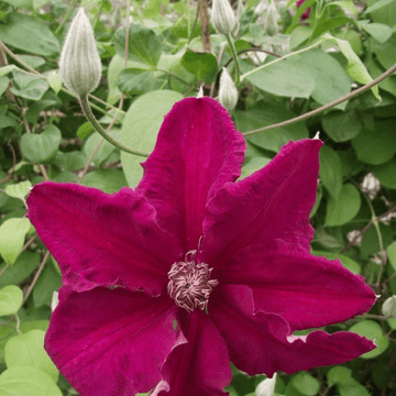 Clématite italienne 'Ernest Markham' - Clematis viticella 'Ernest Markham'