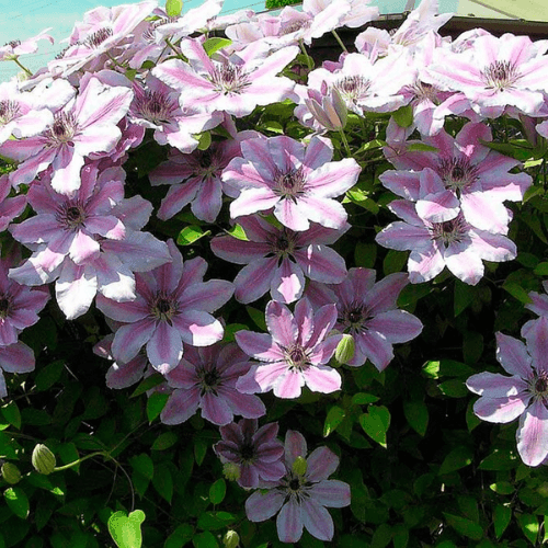 Clématite 'Jean Paul II' - Clematis 'Jean Paul II' - FLEURANDIE