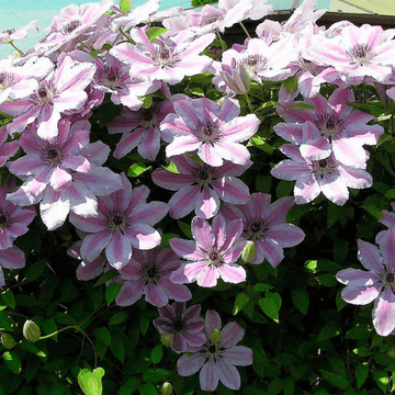 Clématite 'Jean Paul II' - Clematis 'Jean Paul II'