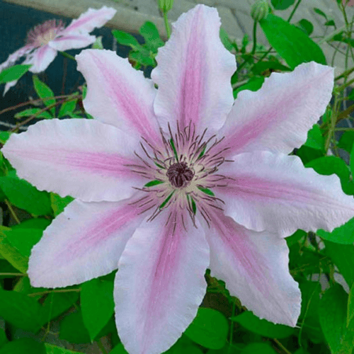 Clématite 'Jean Paul II' - Clematis 'Jean Paul II' - FLEURANDIE