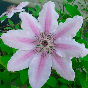 Clématite 'Jean Paul II' - Clematis 'Jean Paul II'