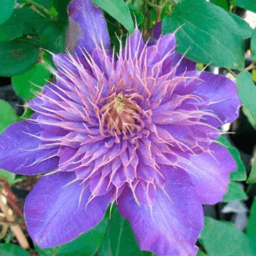 Clématite 'Multi Blue' - Clematis 'Multi Blue' - FLEURANDIE