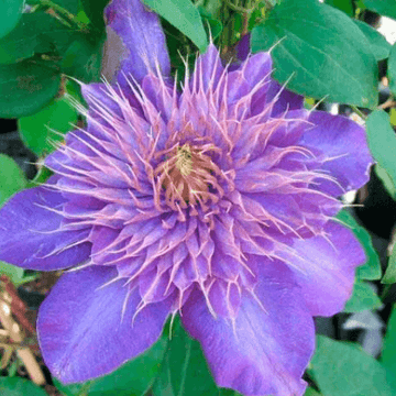 Clématite 'Multi Blue' - Clematis 'Multi Blue'