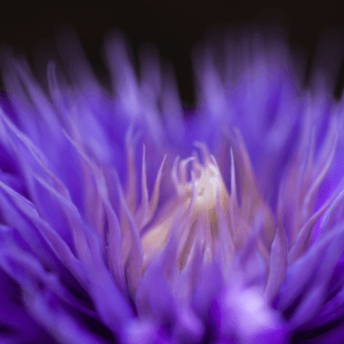 Clématite 'Multi Blue' - Clematis 'Multi Blue' - FLEURANDIE