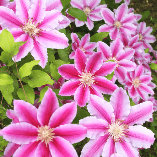 Clématite 'Nelly Moser' - Clematis 'Nelly Moser' - FLEURANDIE