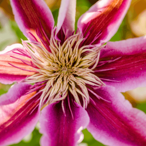 Clématite 'Nelly Moser' - Clematis 'Nelly Moser' - FLEURANDIE