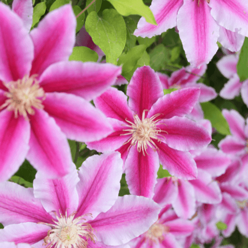 Clématite 'Nelly Moser' - Clematis 'Nelly Moser' - FLEURANDIE