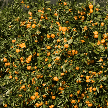 Clémentinier - Citrus reticulata 'Clémentine'