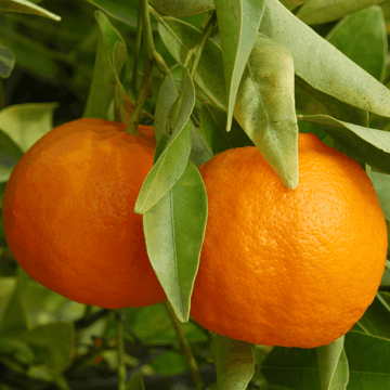 Clémentinier - Citrus reticulata 'Clémentine'