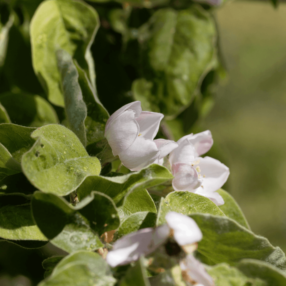 Cognassier commun 'Champion' -Cydonia oblonga 'Champion' - FLEURANDIE