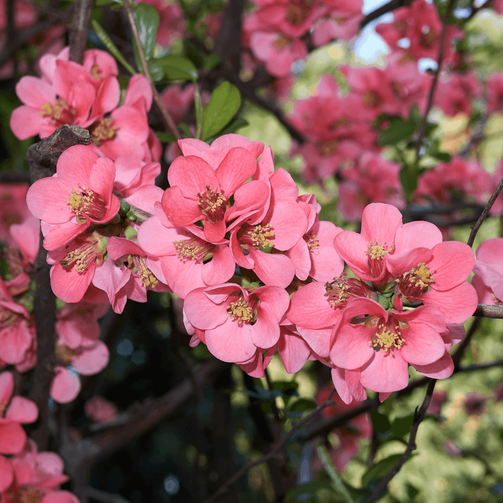 Cognassier du Japon 'Eximia' - Chaenomeles speciosa 'Eximia' - FLEURANDIE