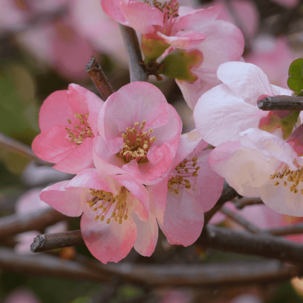 Cognassier du Japon 'Eximia' - Chaenomeles speciosa 'Eximia' - FLEURANDIE