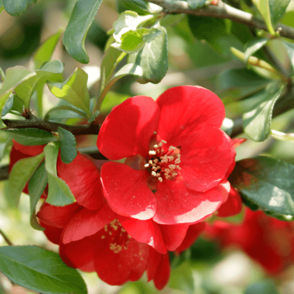 Cognassier du Japon Grand Rouge - Chaenomeles Japonica Grand Rubra - FLEURANDIE